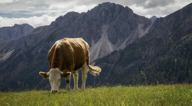 Najbolje rase krava za ekstenzivno držanje na Balkanu