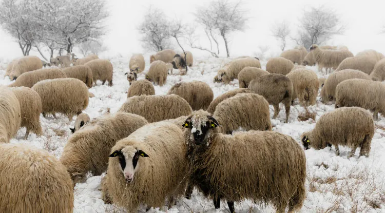 Zimska ispaša ovaca - za i protiv