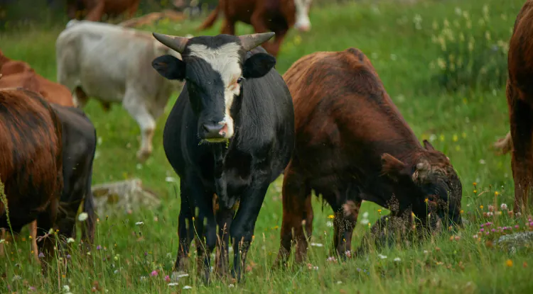 Najčešće greške u tovu bikova
