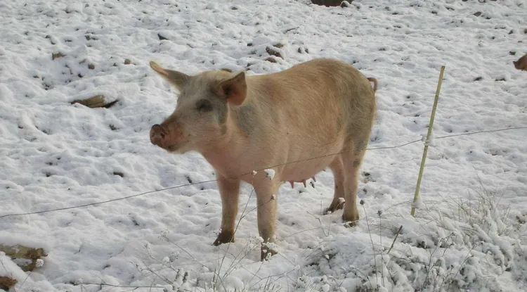 Hladnoća - najveći neprijatelj svinja?