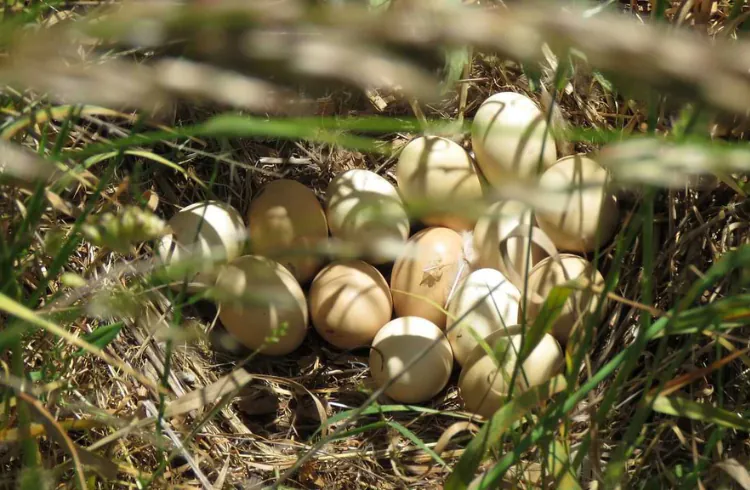 Zašto je domaće jaje drugačije: razlike između farmi i prirodnog uzgoja?