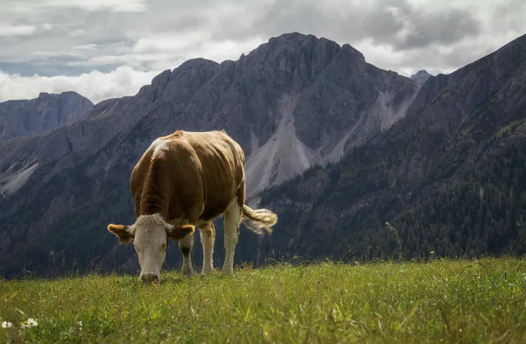 Najbolje rase krava za ekstenzivno držanje na Balkanu