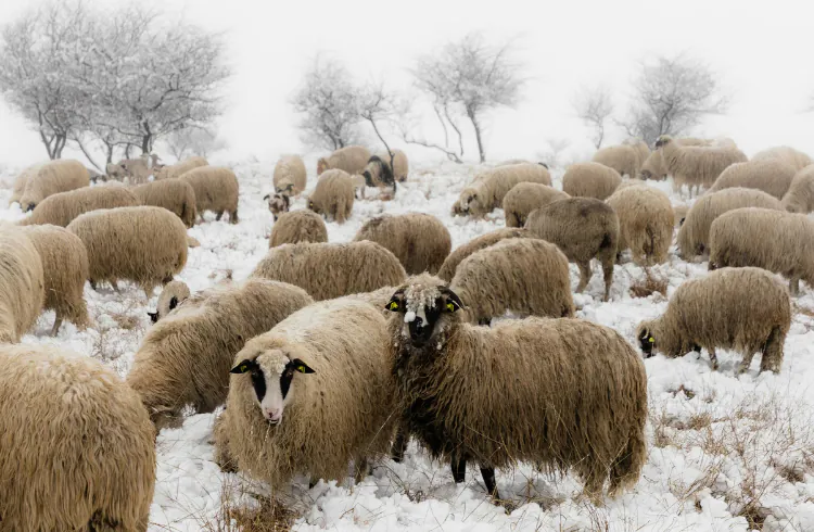 Zimska ispaša ovaca - za i protiv