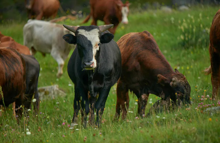 Najčešće greške u tovu bikova