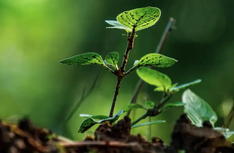 Obuka za korisnike sredstava za zaštitu bilja: Zeta