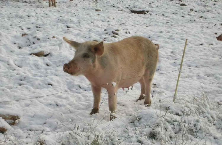 Hladnoća - najveći neprijatelj svinja?