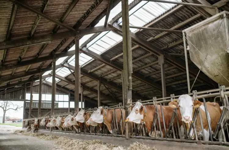 Zašto krava jede dovoljno, a ne daje dovoljno?