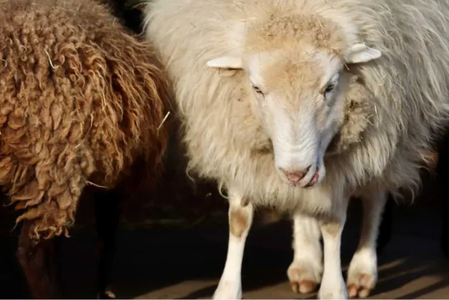 Ramalica kod ovaca – kako prepoznati prve znakove i spriječiti širenje bolesti