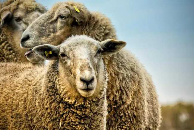 Pregled cijena stoke u Crnoj Gori – decembar 2025.