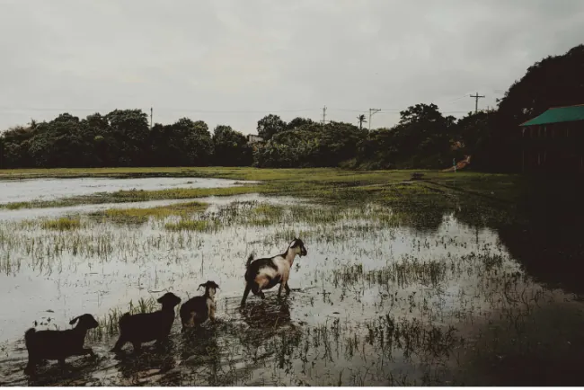 Hitni savjeti za poljoprivrednike: Šteta od poplava i kako je minimalizovati