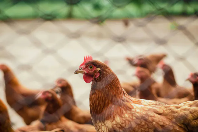 Može li se kanabis koristiti u ishrani živine?