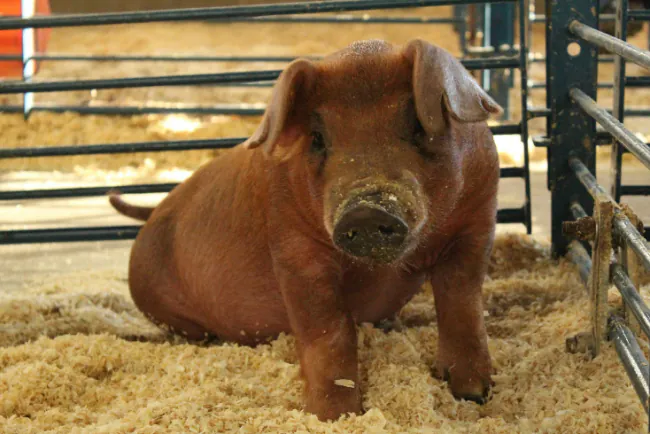 Durok - karakteristike, proizvodnja i uzgoj