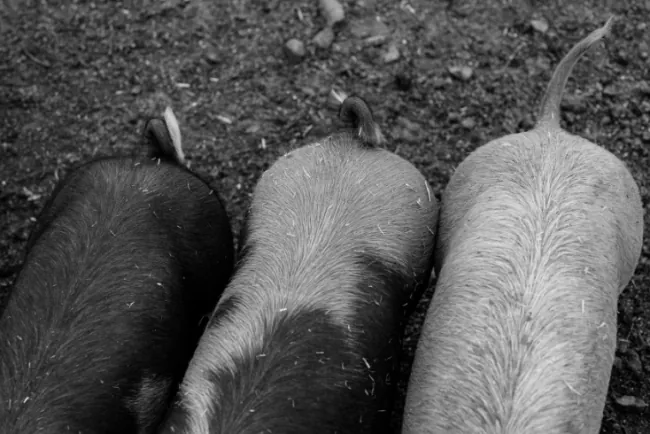 Toksične namirnice za svinje: Šta treba izbjegavati u ishrani?