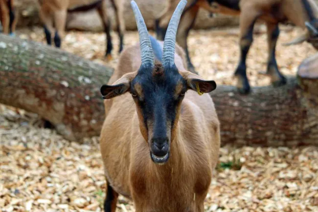 Alpska mliječna koza - karakteristike, proizvodnja, uzgoj