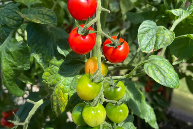 Likopen - imaju li domaće sorte paradajza više ovog antioksidansa?