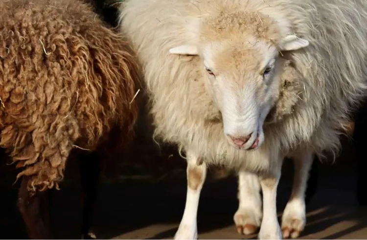Ramalica kod ovaca – kako prepoznati prve znakove i spriječiti širenje bolesti