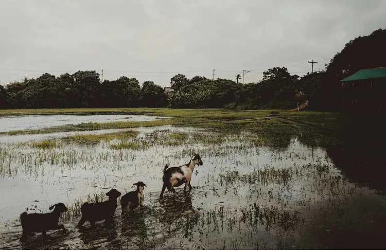 Hitni savjeti za poljoprivrednike: Šteta od poplava i kako je minimalizovati