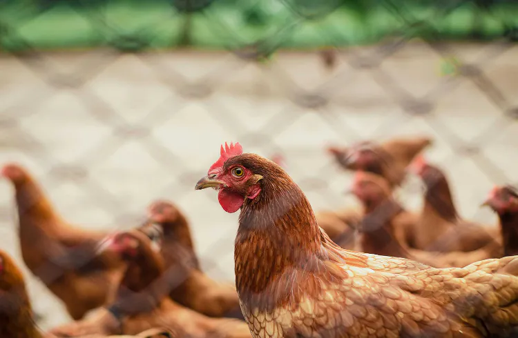 Može li se kanabis koristiti u ishrani živine?