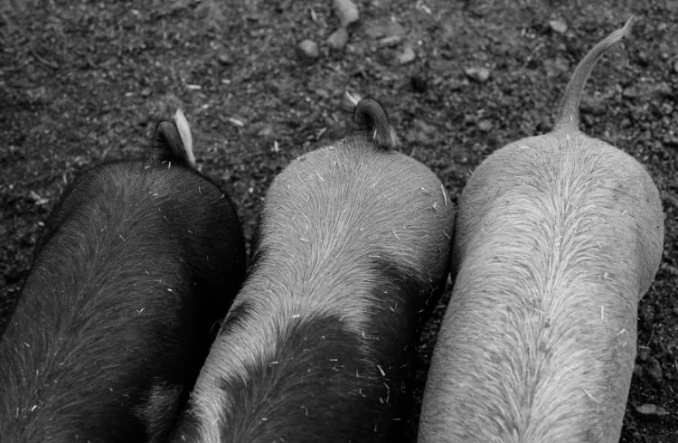 Toksične namirnice za svinje: Šta treba izbjegavati u ishrani?