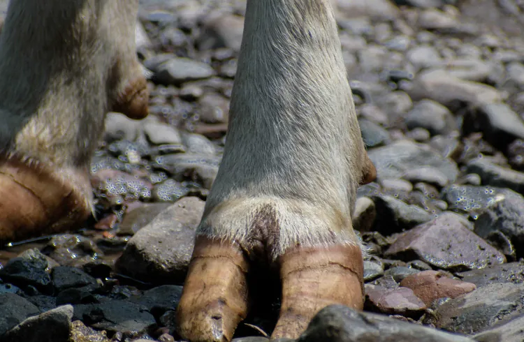Mazanje papaka i kopita kod životinja
