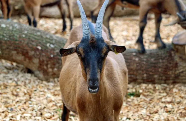 Alpska mliječna koza - karakteristike, proizvodnja, uzgoj