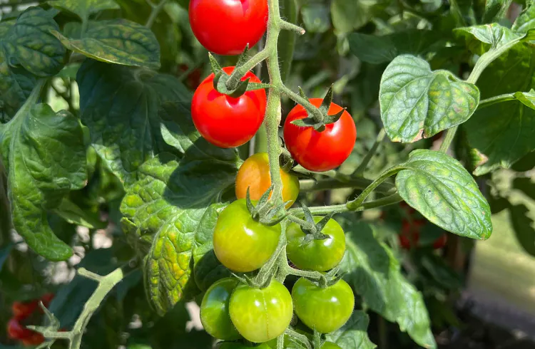 Likopen - imaju li domaće sorte paradajza više ovog antioksidansa?