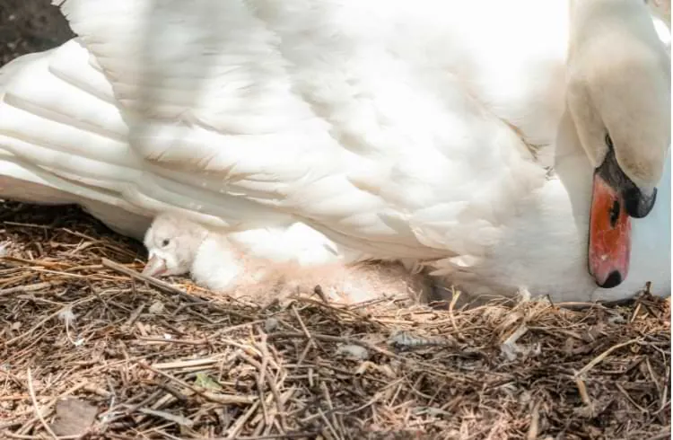 U Hrvatskoj izbio prvi slučaj ptičjeg gripa