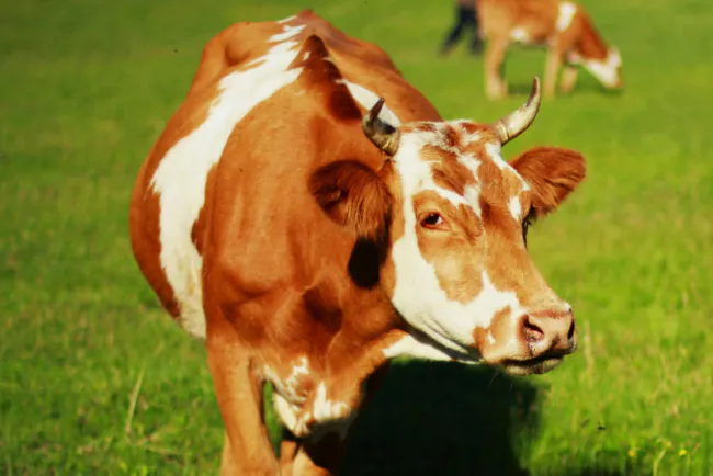 Pregled cijena stoke u Crnoj Gori – januar 2025.