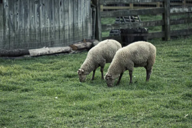 Februar na farmi: iskoristite kraj zime za pametne pripreme