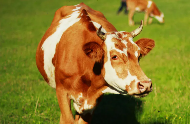 Pregled cijena stoke u Crnoj Gori – januar 2025.