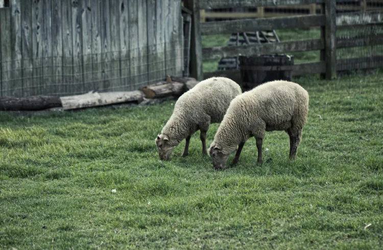 Februar na farmi: iskoristite kraj zime za pametne pripreme