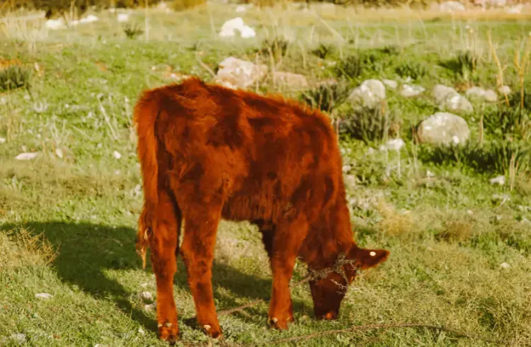 Buša - karakteristike, proizvodnja, uzgoj