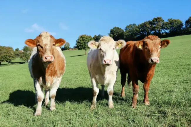 Prezentacije Nacrta Odgajivačke strategije u govedarstvu Crne Gore