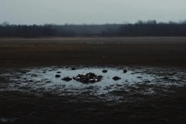 Od ptičjeg gripa uginulo 213 životinja, slučaj iz februara proslijeđen Tužilaštvu