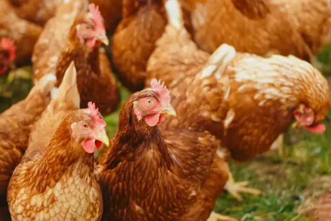 Širi se ptičji grip u CG - analiza potvrdila zarazu kod zakopanih 10.000 kokošaka?