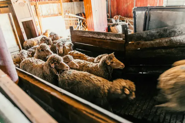 Pregled cijena stoke u Crnoj Gori – februar 2026.