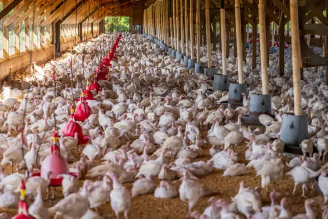 Kako smanjiti troškove ishrane u tovu ćuraka?