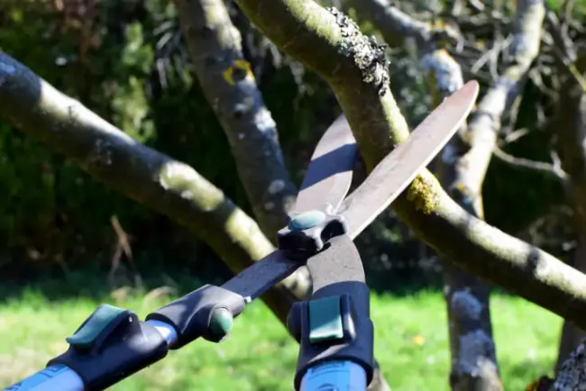 Kako pravilno orezati voćke u martu/aprilu: vodič za male proizvođače