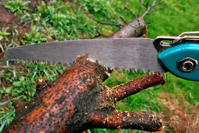 Najčešće greške pri orezivanju voćaka (i kako ih izbjeći)