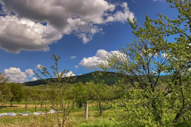 Da li je kasno za rezidbu voćaka u aprilu?