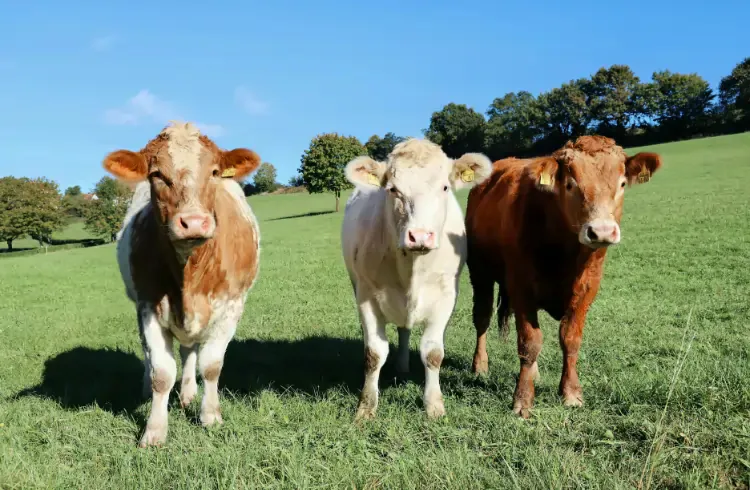 Prezentacije Nacrta Odgajivačke strategije u govedarstvu Crne Gore