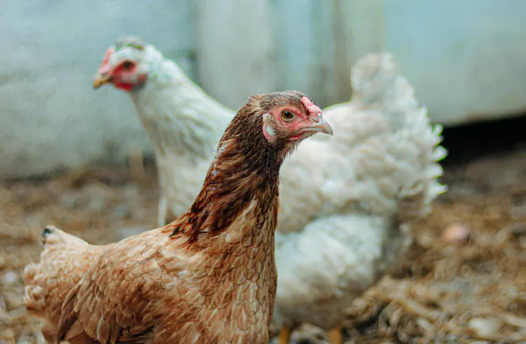 Kako prepoznati ptičji grip u jatu?