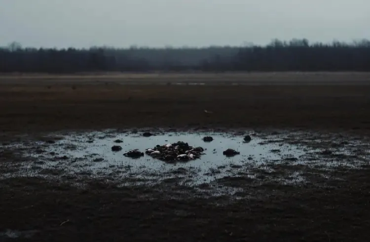 Od ptičjeg gripa uginulo 213 životinja, slučaj iz februara proslijeđen Tužilaštvu