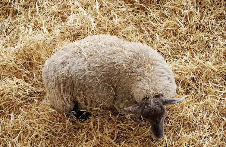 Mastitis kod ovaca - simptomi i liječenje