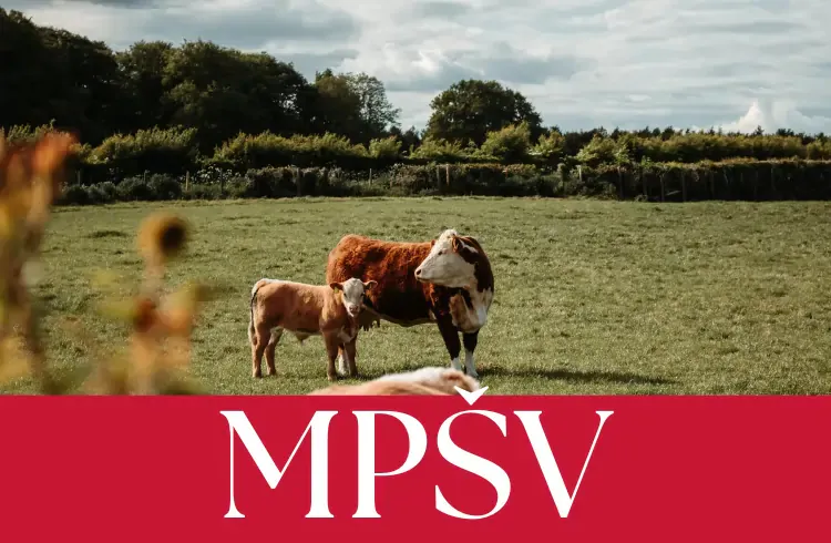 Bez upisa u VIS stočari neće moći do subvencija?