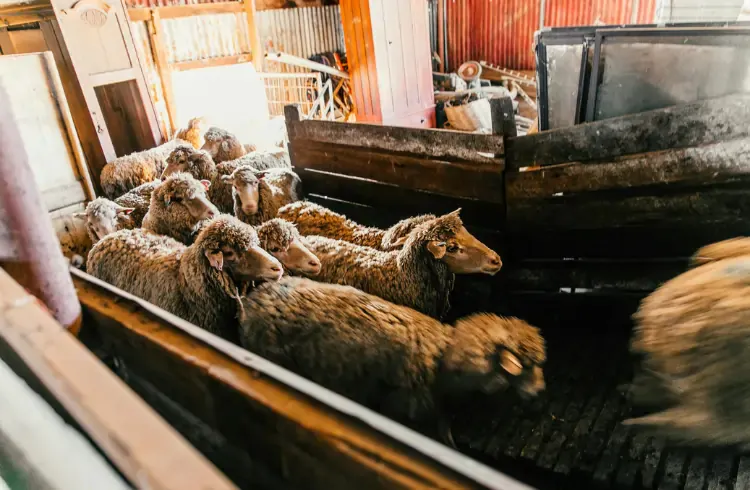 Pregled cijena stoke u Crnoj Gori – februar 2026.