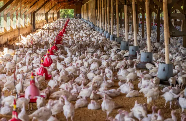 Kako smanjiti troškove ishrane u tovu ćuraka?