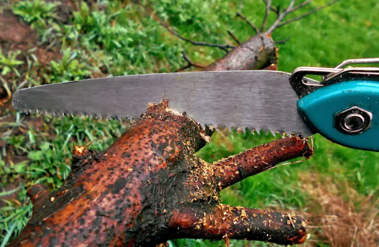 Najčešće greške pri orezivanju voćaka (i kako ih izbjeći)