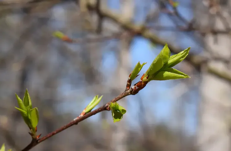 Kako pravilno orezati šljivu?