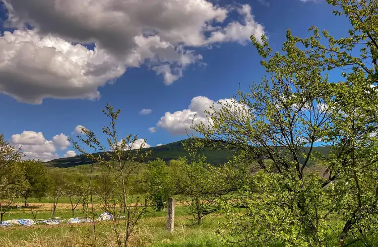 Da li je kasno za rezidbu voćaka u aprilu?
